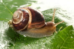 Snails are dying out